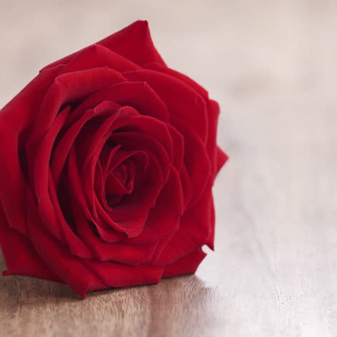 WEBSITE RED ROSE WOOD